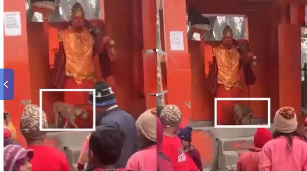 /uttar-pradesh-a-dog-circumambulating-lord-hanuman-in-bijnor-temple-shocking
