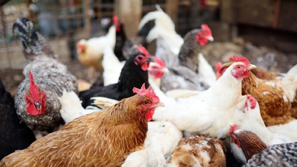 Prices of chicken and mutton have increased in the