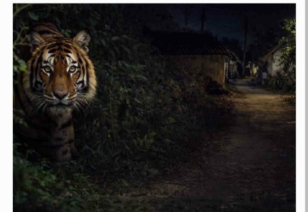 పెద్దపులి