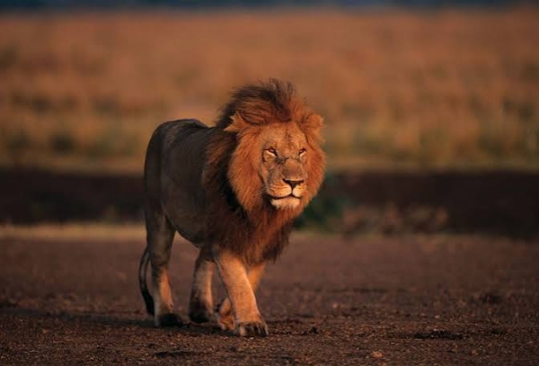 lion lion
