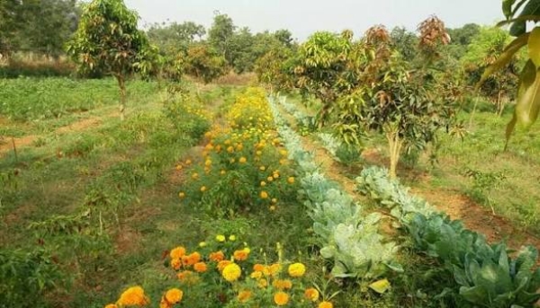 Natural farming Natural farming