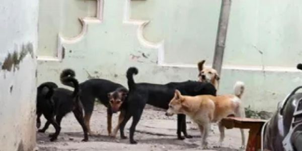 కలువాయిలో పిచ్చికుక్కల స్వైరవిహారం – 16 మందికి గాయాలు