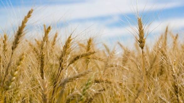 Crop