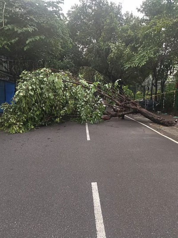 bengaluru-heavy-rain-flooded-roads-uprooted-trees-traffic-disrupted bengaluru-heavy-rain-flooded-roads-uprooted-trees-traffic-disrupted