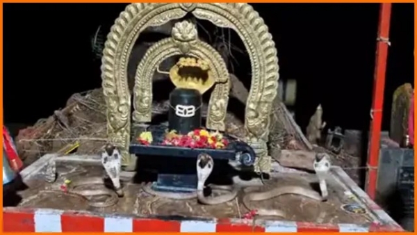 శివలింగం చుట్టూ మూడు నాగుపాముల ప్రదక్షిణ.. శివలింగం చుట్టూ మూడు నాగుపాముల ప్రదక్షిణ..