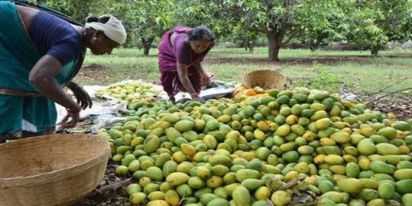 పంట నష్టాలతో ఇబ్బందిపడ్డ ప్రకాశం మామిడి రైతులకు పునాస మామిడి ఊరట