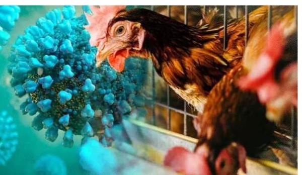 కోళ్లు మృతి కోళ్లు మృతి