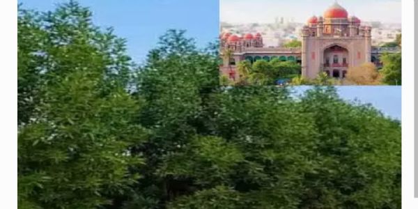 కోనో కార్పస్ చెట్లను తొలగించాల్సిందే.. అధికారులకు హైకోర్టు ఆదేశం