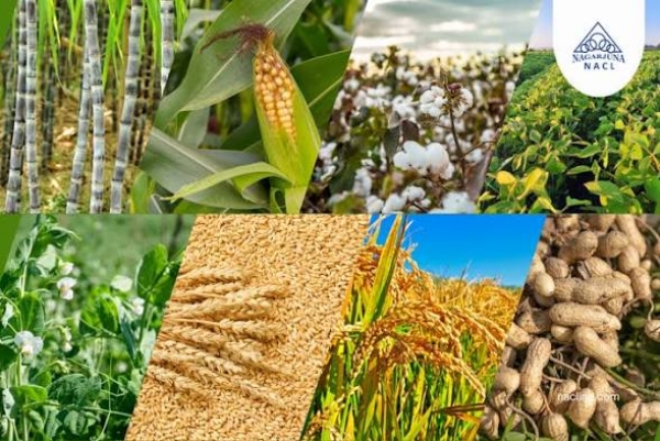 Crops Crops