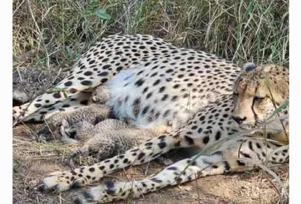 ప్రాజెక్టు చీత ప్రాజెక్టు చీత