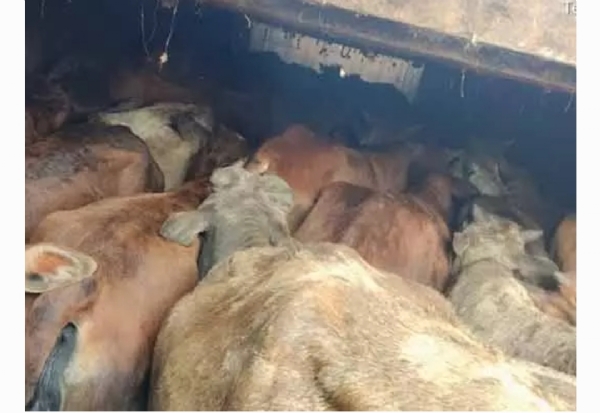 గోవుల రవాణా