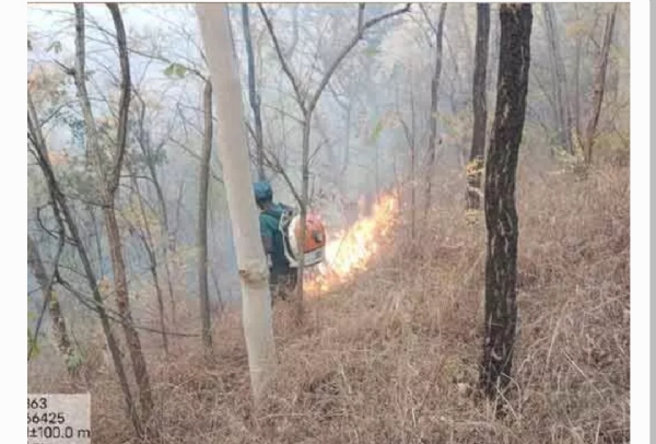 అడవి దగ్ధం