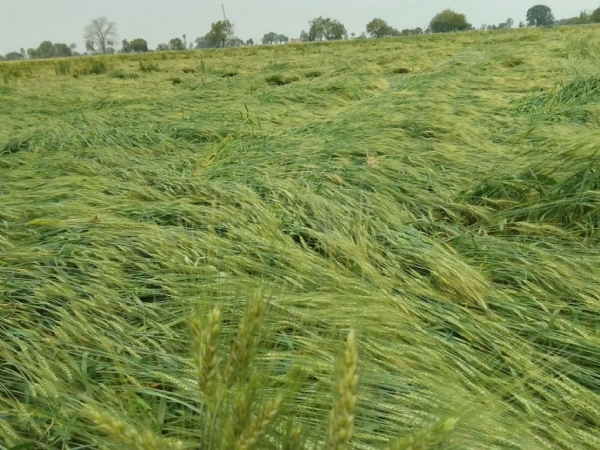 Strong winds destroyed the grain crop in Ujjain district. Strong winds destroyed the grain crop in Ujjain district.