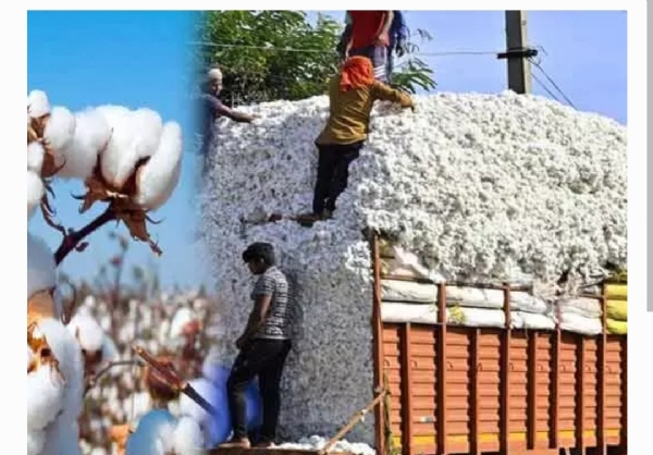 Cotton farmers Cotton farmers