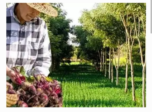 Nagarkurnool Nagarkurnool