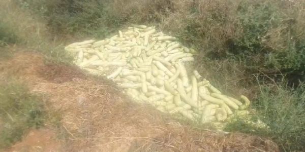 గిట్టుబాటు ధర లేక తన సొరకాయ పంటను రోడ్డుపై పారబోసిన రైతు