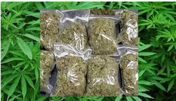 cabbage-load-being-smuggled-650-kg-of-marijuana-seized-in