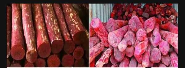 Red sandalwood