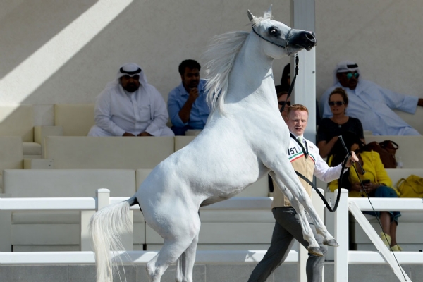 Qatar Racing and Equestrian Club