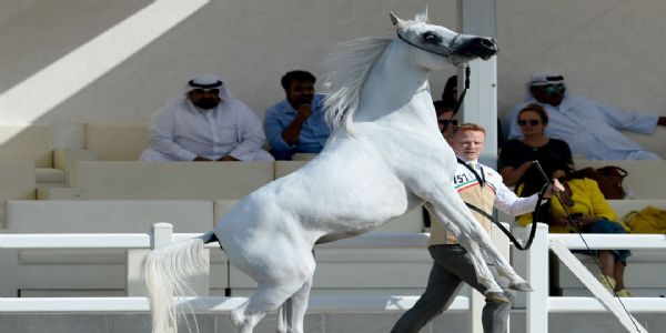 యుద్ధ భయంతో.. 147 గుర్రాలను విమానంలో ఐరోపాకు తరలించిన ఖతార్