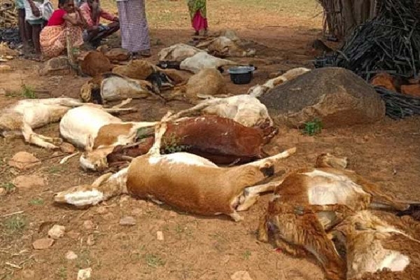obulapathi-loses-20-sheep-to-poisoning-in-kalyandurgam