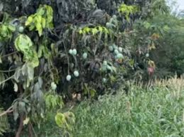 Unseasonal rains in Gujarat increase concerns among farmers in saffron mango orchards