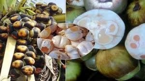 తాటి ముంజలొచ్చేశాయ్.