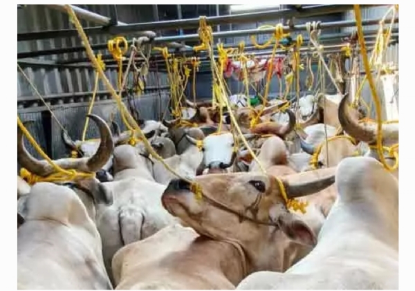 ఎద్దుల రవాణా