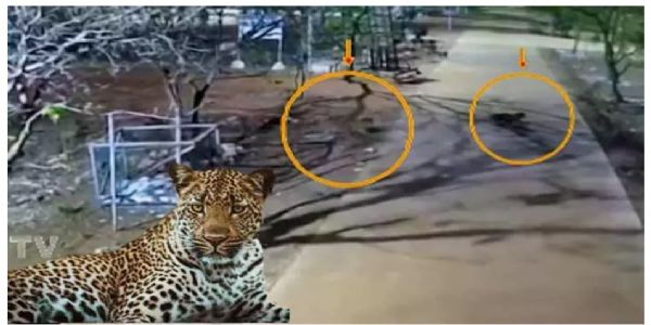 శ్రీశైలం పాలిటెక్నిక్ కళాశాలలో చిరుత పులుల హల్చల్.. సీసీ కెమెరాల్లో రికార్డైన దృశ్యాలు