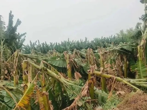 betanchera-banana-plantations-razed-to-the-ground-due-t