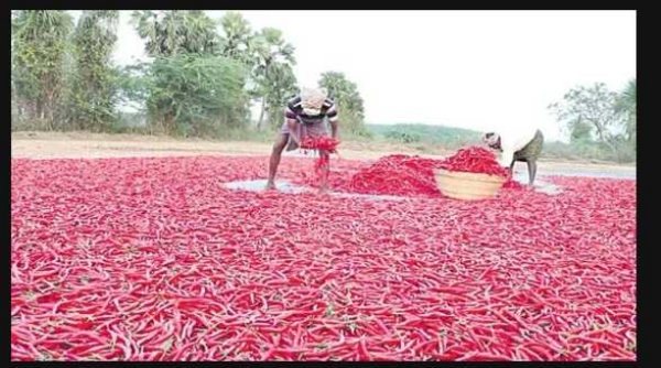 Mirchi crops