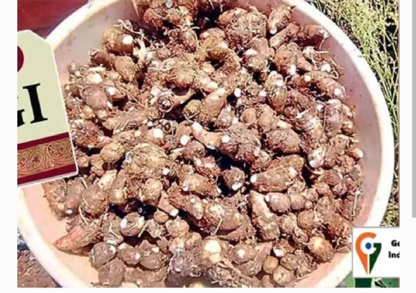 Sangareddy