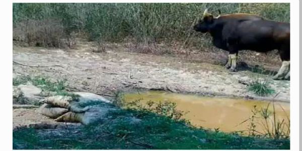 సత్తుపల్లి అటవీ ప్రాంతంలో అడవి దున్నల సందడి