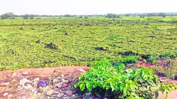 ananthapuram/crops-damaged-by-strong-wind