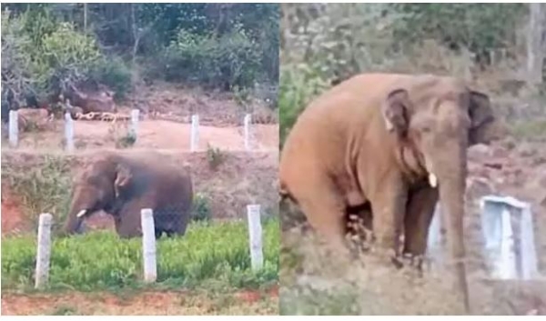 the-movement-of-the-gajarajas-in-tirupati-district-crops-are-d