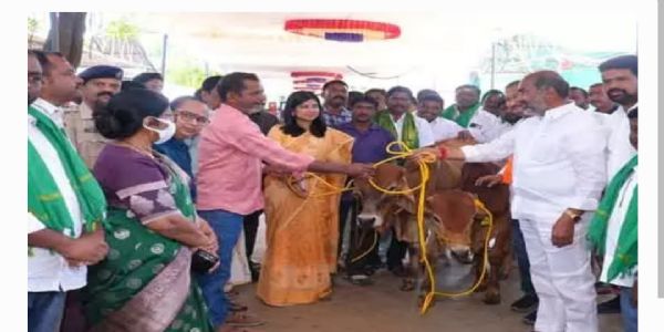 రైతులకు రాజన్న కోడెలను పంపిణీ చేసిన కలెక్టర్