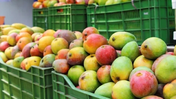 మామిడి పండ్లు కొంటున్నారా? తస్మాత్ జాగ్రత్త! కెమికల్స్లేని పండ్లను ఇలా గుర్తించండి..