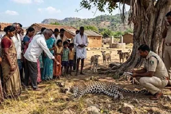 kadapa-district-cheetah-cub-dies-in-dog-attack