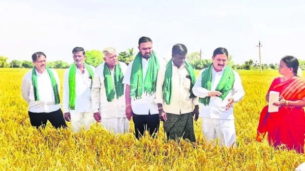బీటీపీ సాగునీటితో పండిస్తున్న వరి పంట పొలాలను  పరిశీలించిన  ప్రభుత్వ విప్ కాలవ శ్రీనివాసులు