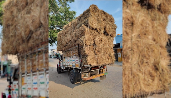bhale-giraki-for-paddy-grass