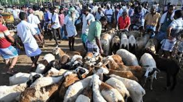 సంతలో గొర్రెలు, మేకల వ్యాపారం జోరుగా సాగుతోంది..!