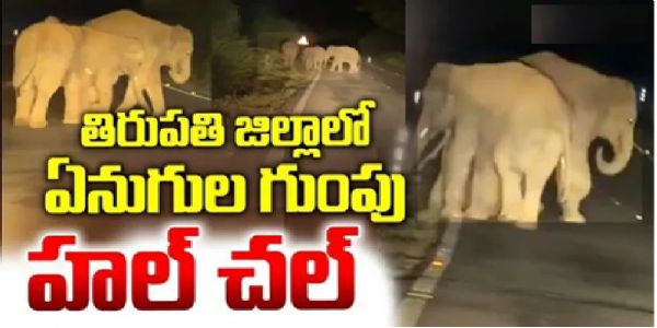 తిరుమల ఘాట్ రోడ్డులో ఏనుగుల గుంపు.. అరగంట పాటు స్తంభించిన ట్రాఫిక్