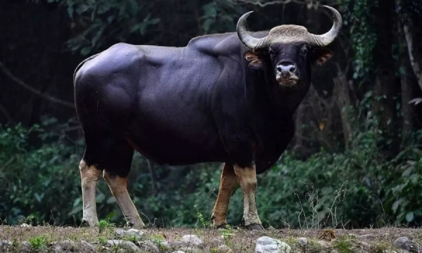 /indian-bison-gaur-to-be-reintroduced-in-atmakur-wildlife-divisi