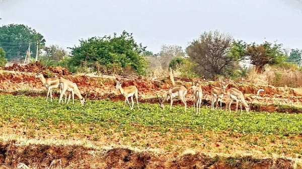 deers-attack-on-fields-15 deers-attack-on-fields-15