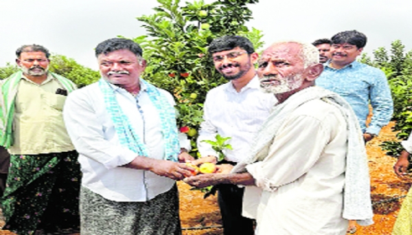 armer-ramana-reddy-amazes-everyone-with-his-apple-cultivation-in- armer-ramana-reddy-amazes-everyone-with-his-apple-cultivation-in-