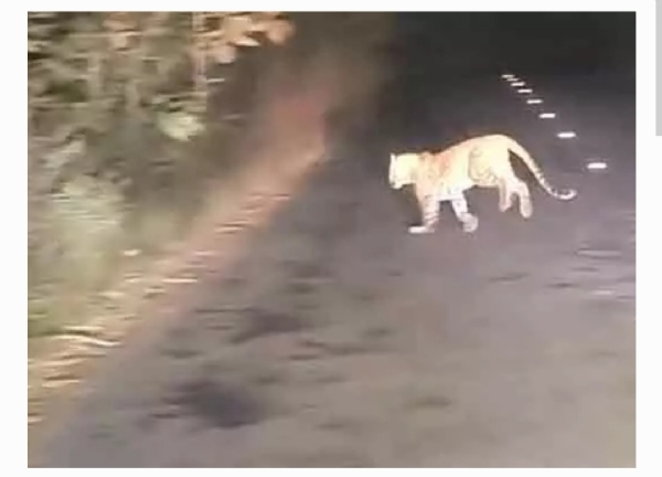 చిరుత