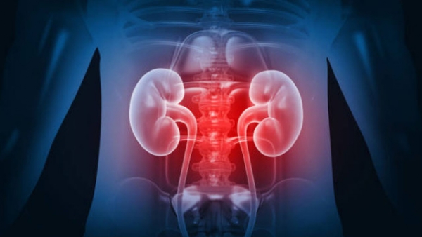 kidney
