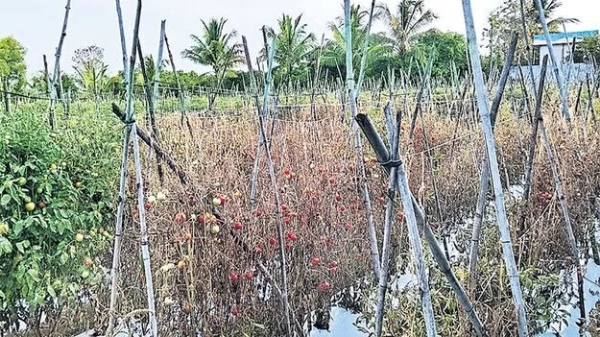 ఎల్నినో ప్రభావంతో అధిక ఉష్ణోగ్రత తగ్గిన కాయ సైజు, దిగుబడి ఎల్నినో ప్రభావంతో అధిక ఉష్ణోగ్రత తగ్గిన కాయ సైజు, దిగుబడి