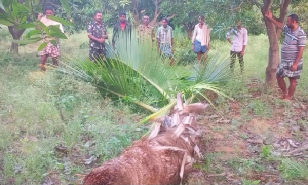 కడపలో ఏనుగుల బీభత్సం.. పంటలు, తోటలు ధ్వంసం!