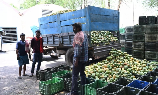 మామిడి ప్రాసెసింగ్ యూనిట్ను సందర్శించిన జిల్లా కలెక్టర్ మామిడి ప్రాసెసింగ్ యూనిట్ను సందర్శించిన జిల్లా కలెక్టర్